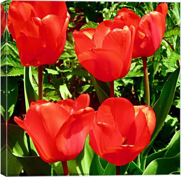 Red Tulips Canvas Print by Stephanie Moore