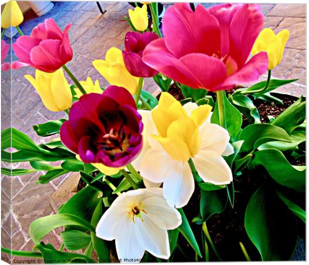 Bright Tulips Canvas Print by Stephanie Moore
