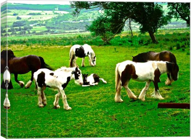 Vanner Horses in the rain Canvas Print by Stephanie Moore