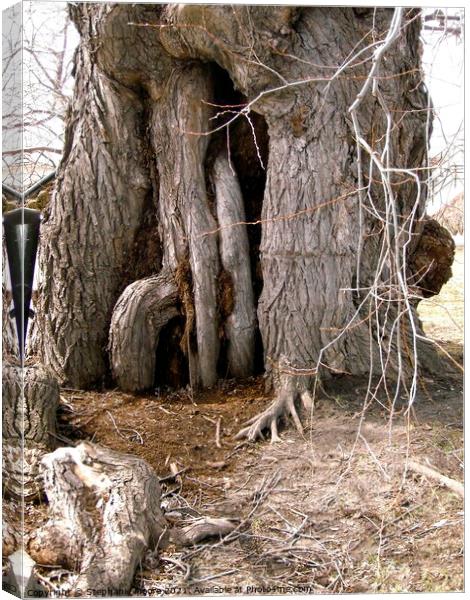 Very Ancient Tree Canvas Print by Stephanie Moore