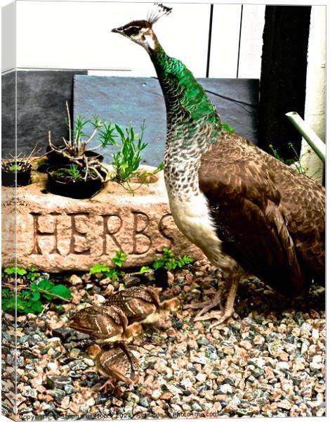 Peacock hen and chicks Canvas Print by Stephanie Moore