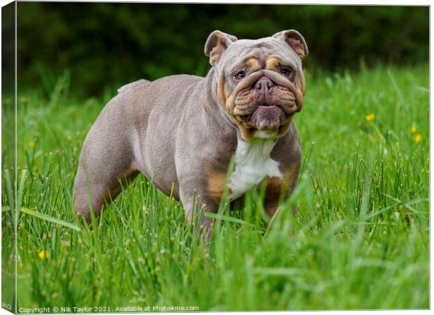 A dog standing on top of a grass covered field Canvas Print by Nik Taylor