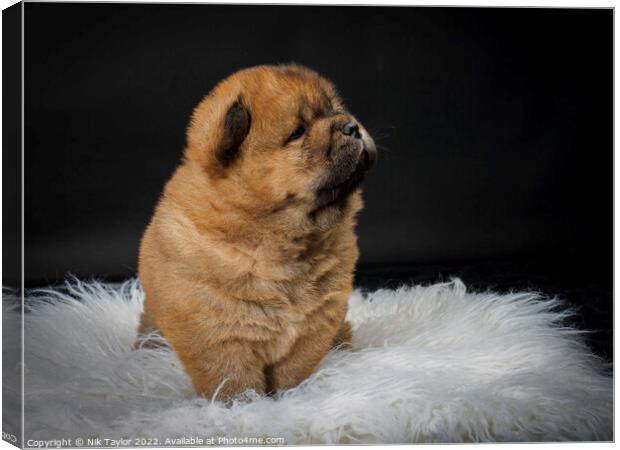 Chow Chow Puppy Canvas Print by Nik Taylor