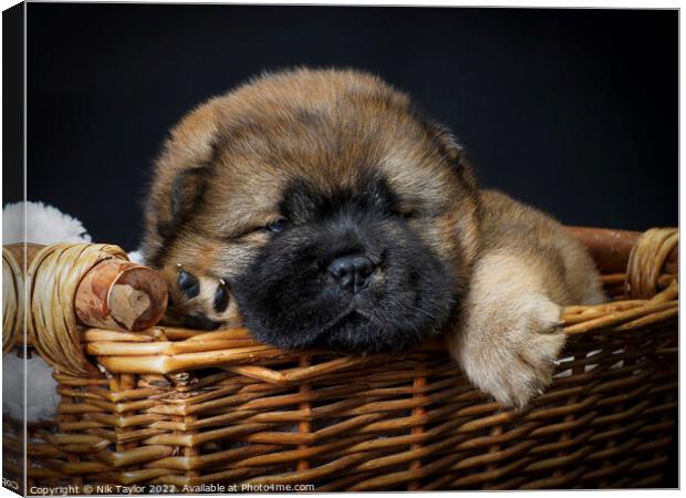 Puppy in a basket Canvas Print by Nik Taylor