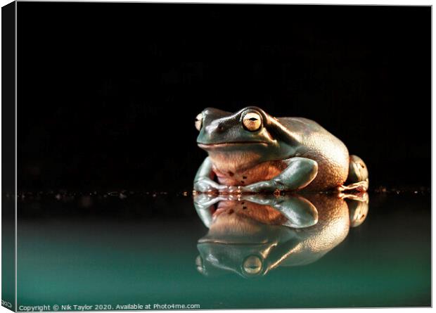 Happy frog Canvas Print by Nik Taylor