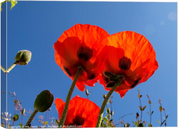 Poppies Canvas Print by Nik Taylor