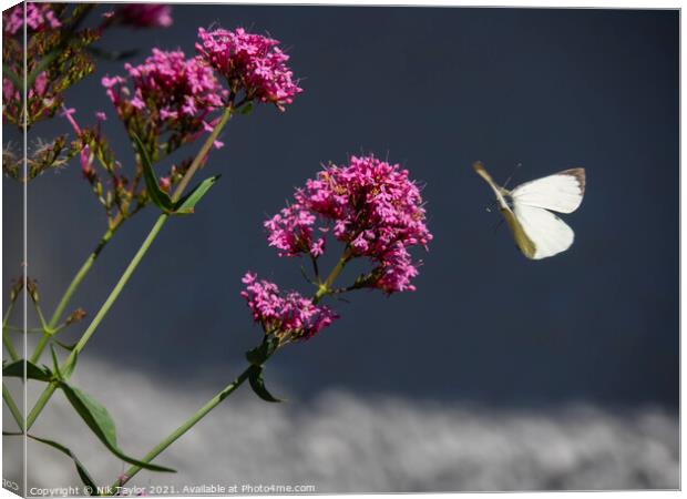 Butterfly Canvas Print by Nik Taylor