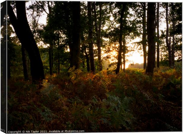 Thetford Forest sunset Canvas Print by Nik Taylor