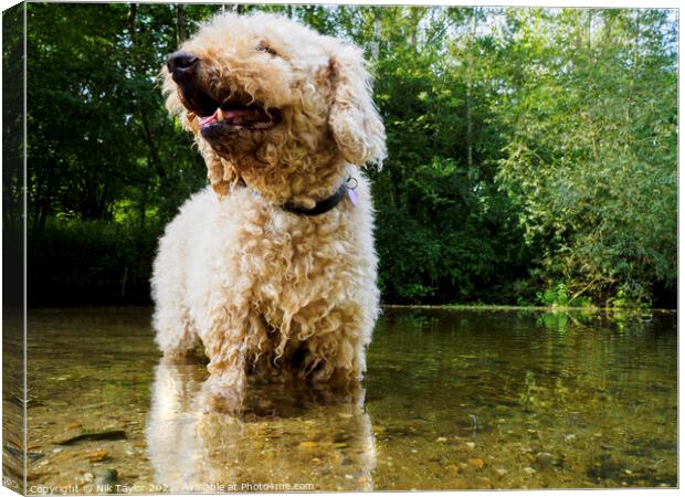Dog in a river Canvas Print by Nik Taylor