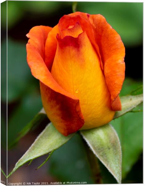 Orange and red rose bud Canvas Print by Nik Taylor