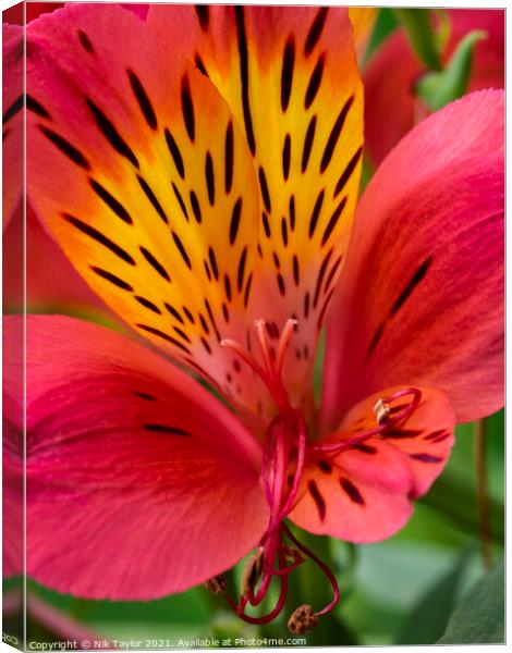 Alstroemeria, Peruvian lily Canvas Print by Nik Taylor