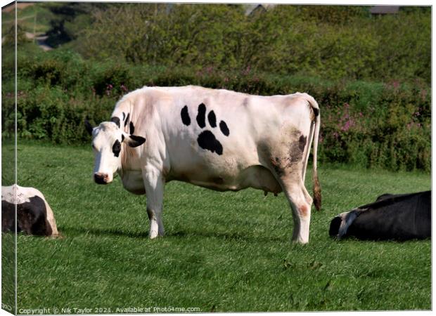 Cow with paw print Canvas Print by Nik Taylor