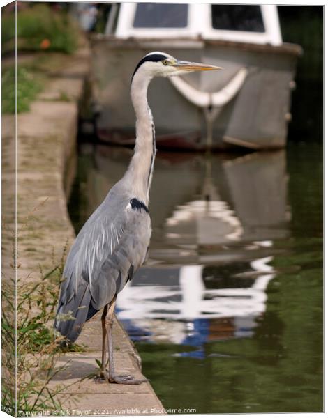 Grey Heron Canvas Print by Nik Taylor