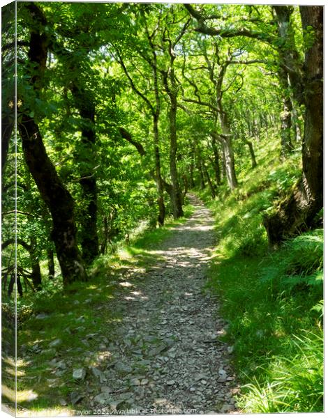 Footpath Exmoor Devon Canvas Print by Nik Taylor