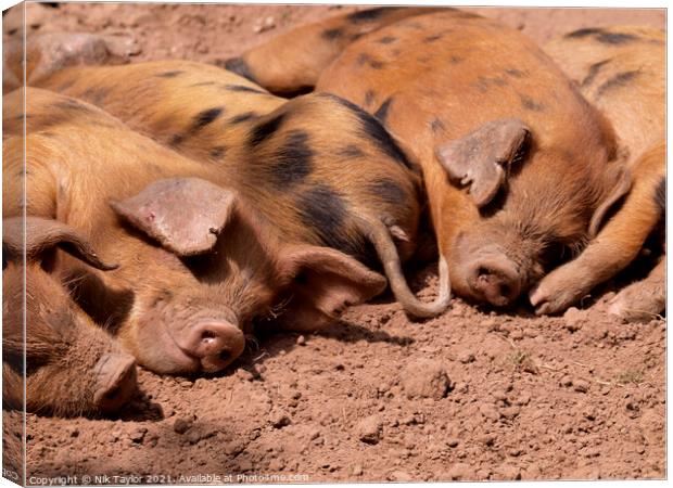 Cute Oxford Sandy and Black piglets Canvas Print by Nik Taylor