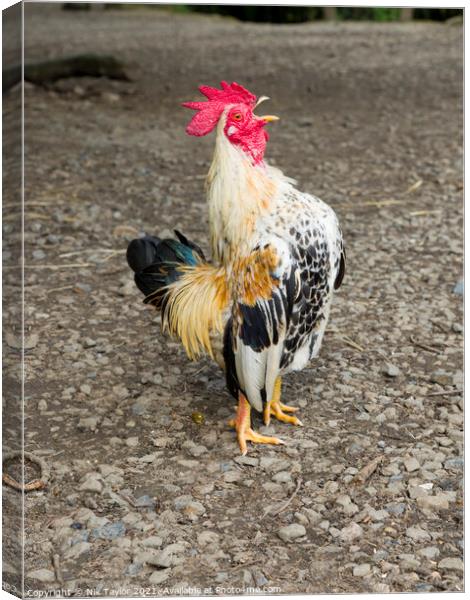 Bantam Cockerel Canvas Print by Nik Taylor