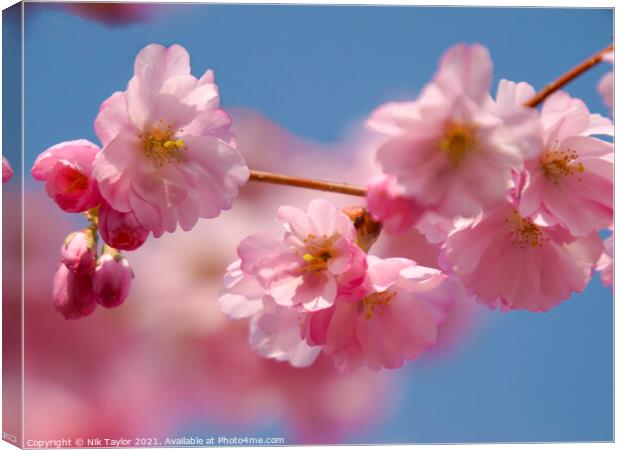 Pink blossoms on a cherry tree Canvas Print by Nik Taylor
