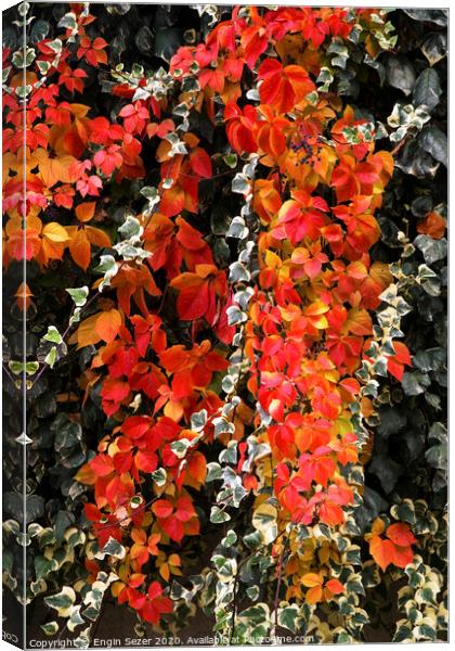 Red autumn leaves of an ivy Canvas Print by Engin Sezer