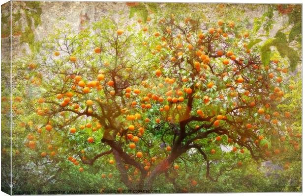 Seville Oranges  Canvas Print by Alexandra Lavizzari