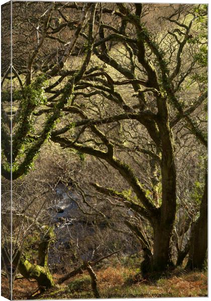 Exmoor Trees Canvas Print by Alexandra Lavizzari