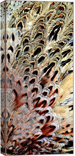 Feather Abstract Canvas Print by Alexandra Lavizzari