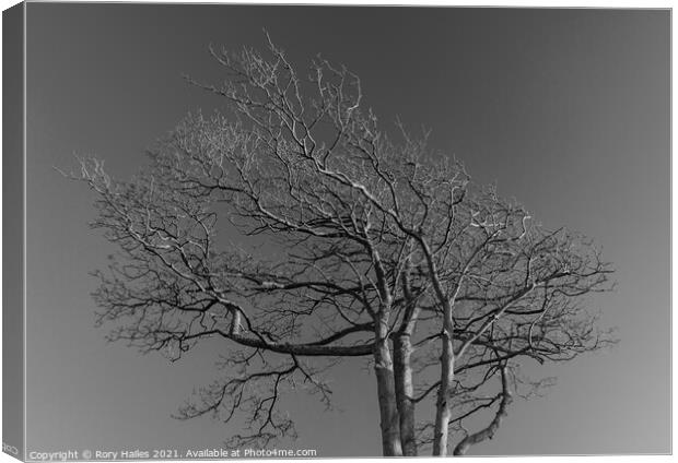 Tree against sky Canvas Print by Rory Hailes