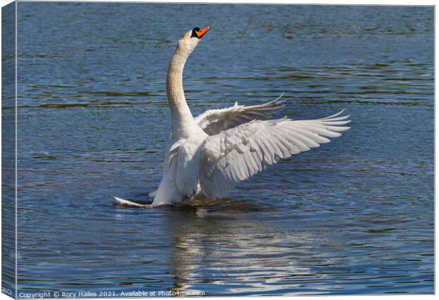 Swan flapping its wings Canvas Print by Rory Hailes