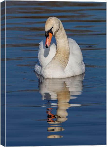 Swan I have my eye on you Canvas Print by Rory Hailes