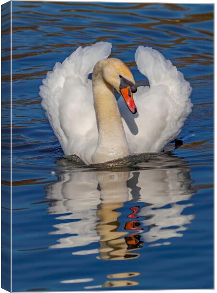 Swan watchful eye Canvas Print by Rory Hailes
