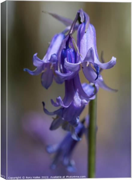 Blue bells in the woods Canvas Print by Rory Hailes