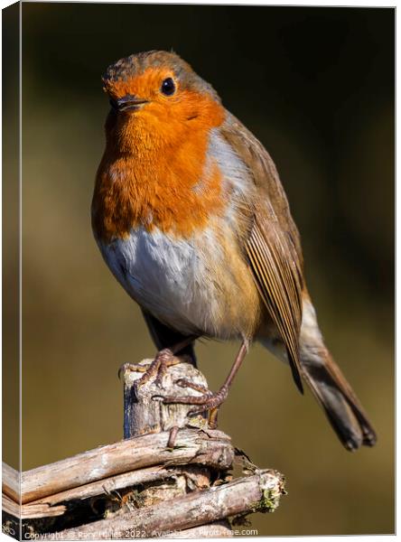 Robin having a look Canvas Print by Rory Hailes