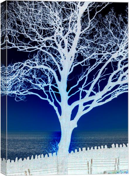 Tree in Silhouette Canvas Print by Rory Hailes