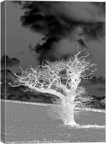 The white tree Canvas Print by Rory Hailes