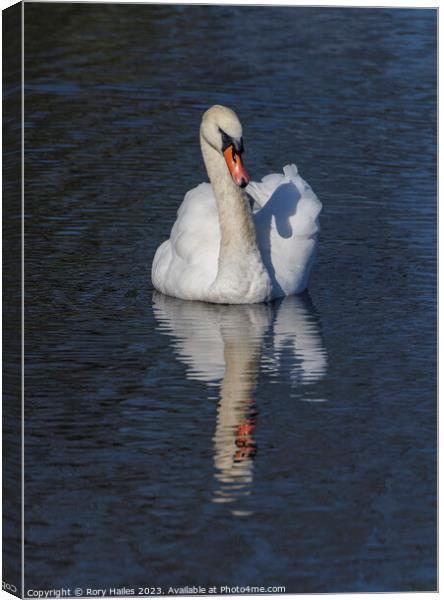 Adult Swan with reflection Canvas Print by Rory Hailes
