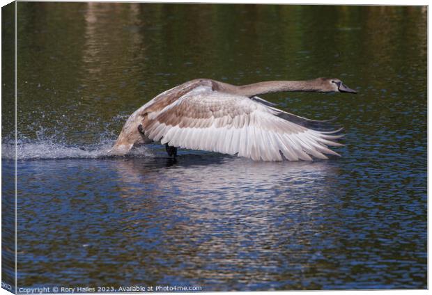Juvenile Swan in flight Canvas Print by Rory Hailes