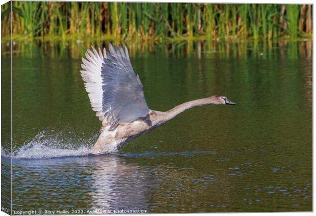 Juvenile Swan inflight Canvas Print by Rory Hailes