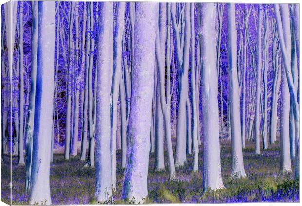 Trees catching the early morning sunlight digitally manipulated  Canvas Print by Rory Hailes