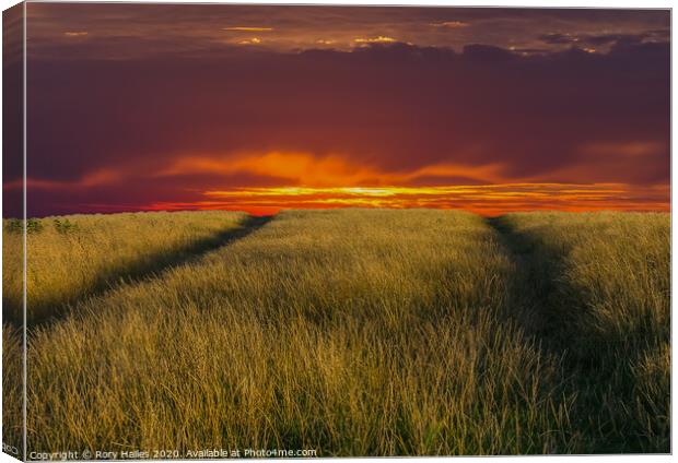 Footpaths through the grass Canvas Print by Rory Hailes