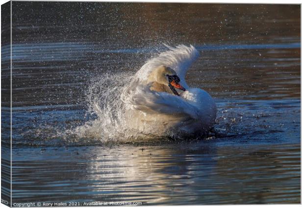 Swan having a splash Canvas Print by Rory Hailes