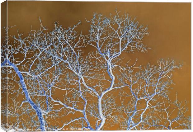 Tree Branches Canvas Print by Rory Hailes