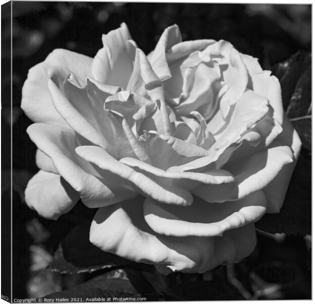 Monochrome Rose Canvas Print by Rory Hailes