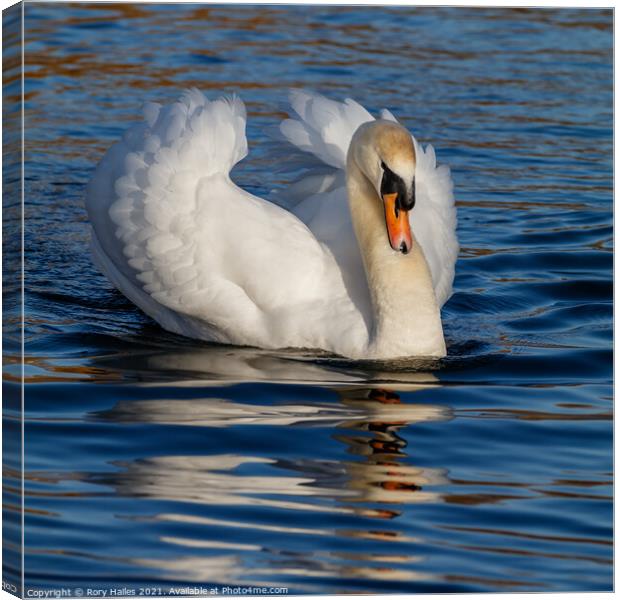 Swan Canvas Print by Rory Hailes