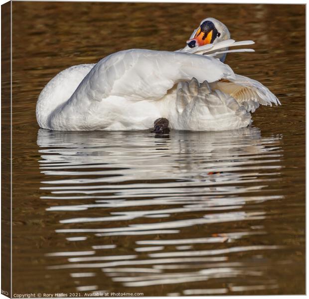 Swan taking it easy Canvas Print by Rory Hailes