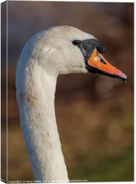 Swan's neck Canvas Print by Rory Hailes