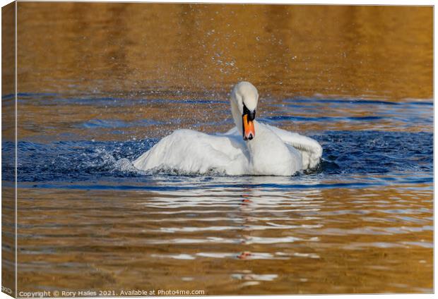 Swan having splash Canvas Print by Rory Hailes