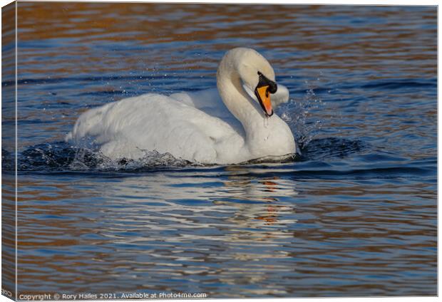 Swan on the move Canvas Print by Rory Hailes
