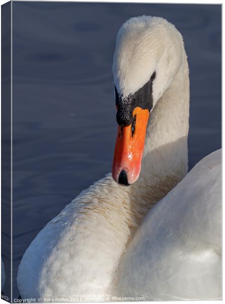 Portrait of a swan Canvas Print by Rory Hailes