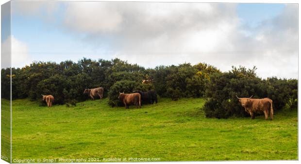 A highland cow sheltering from the wind behind a gorse bush in a green field Canvas Print by SnapT Photography