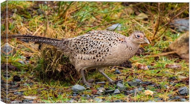 A female common pheasant walking on the ground in winter Canvas Print by SnapT Photography