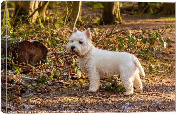 A white west highland terrier dog standing beside a log in a Scottish woodland Canvas Print by SnapT Photography